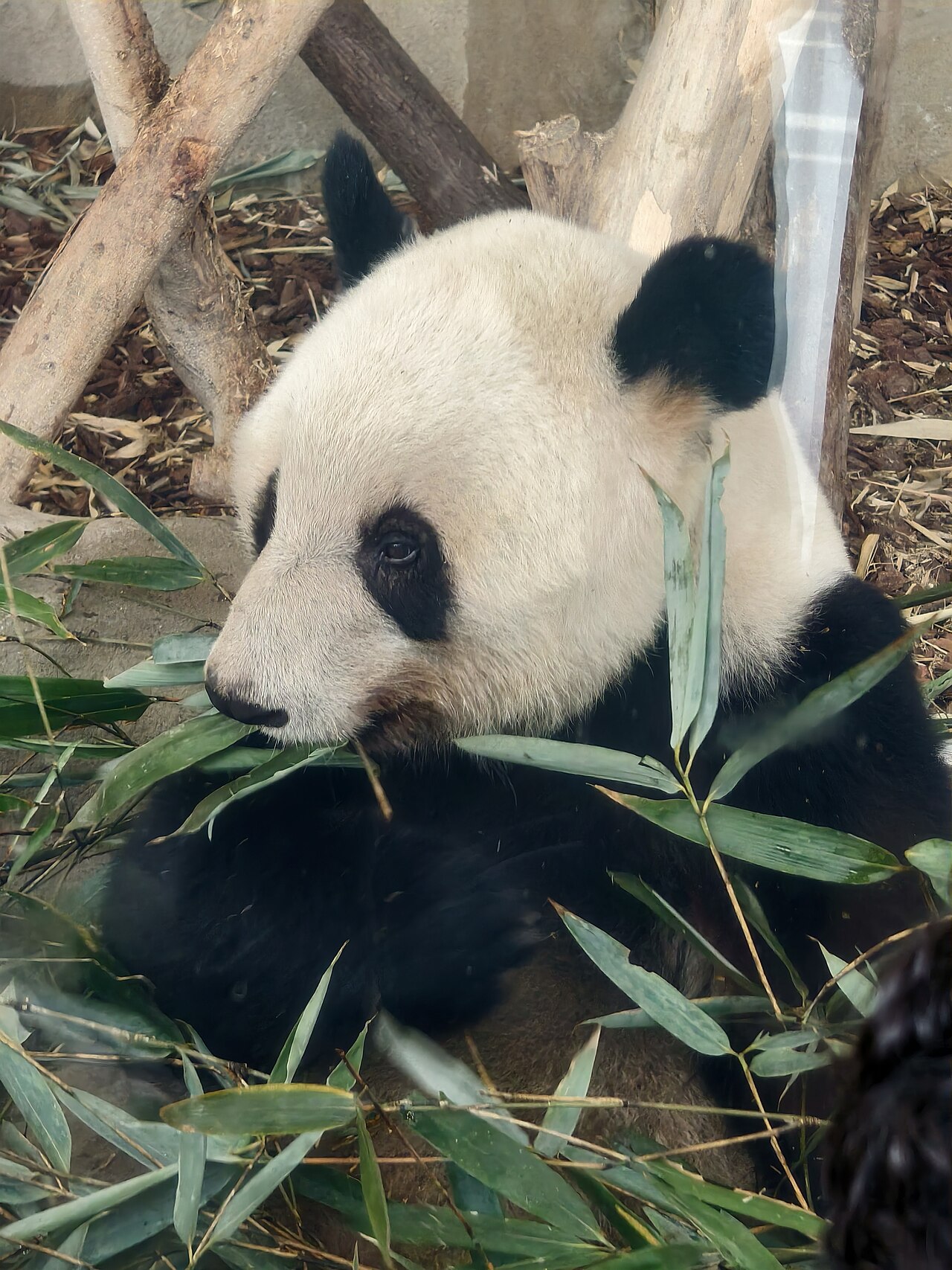 Chengdu Giant Panda eating bamboo
